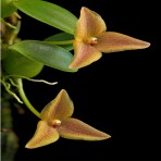 Bulbophyllum Trias oblonga-Flowering Size